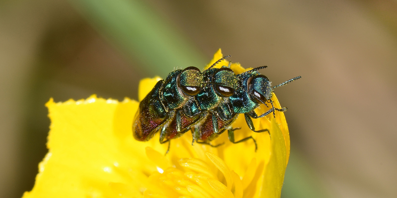 Anthaxia salicis?....  S  !, Anthaxia salicis salicis